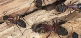 Pest Control Palm Beach, Palm Beach