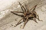 Pest Control Palm Beach, Palm Beach