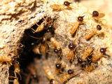 Pest Control Carrara, Carrara