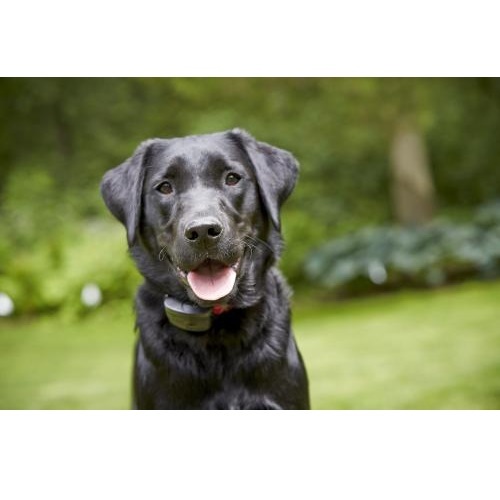  Profile Photos of DogWatch of Northwest Indiana 7464 N 400 W - Photo 4 of 4