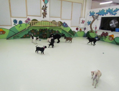                                 Profile Photos of Dogs HQ - Dog Trainers & Groomers Melbourne 86-88 Hoddle Street - Photo 1 of 8