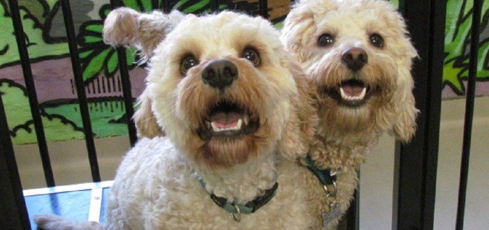  Profile Photos of Dogs HQ - Dog Trainers & Groomers Melbourne 86-88 Hoddle Street - Photo 2 of 8
