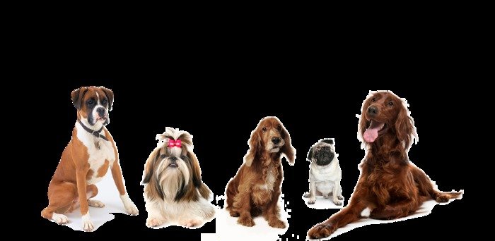  Profile Photos of Dogs HQ - Dog Trainers & Groomers Melbourne 86-88 Hoddle Street - Photo 3 of 8