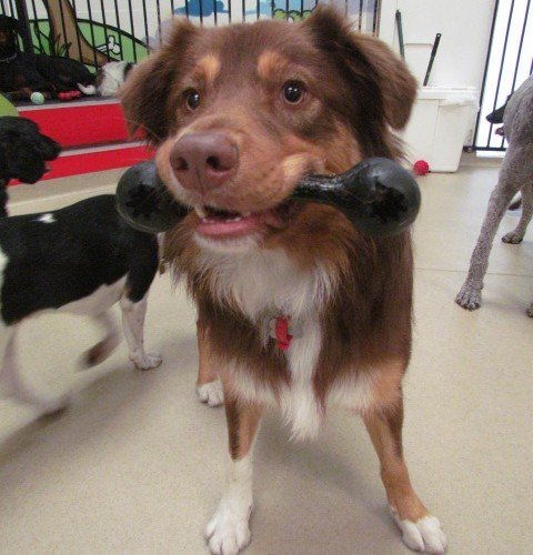  Profile Photos of Dogs HQ - Dog Trainers & Groomers Melbourne 86-88 Hoddle Street - Photo 4 of 8