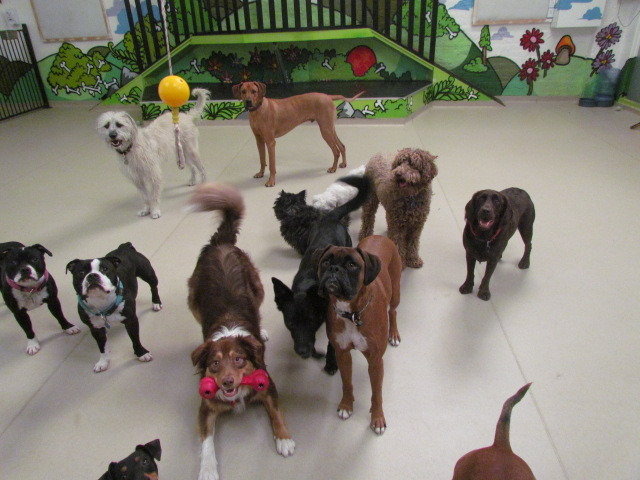                                 Profile Photos of Dogs HQ - Dog Trainers & Groomers Melbourne 86-88 Hoddle Street - Photo 5 of 8