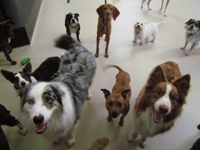                                 Profile Photos of Dogs HQ - Dog Trainers & Groomers Melbourne 86-88 Hoddle Street - Photo 7 of 8