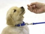 Dogs HQ - Dog Trainers & Groomers Melbourne, Abbotsford, Melbourne
