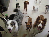                                , Dogs HQ - Dog Trainers & Groomers Melbourne, Abbotsford, Melbourne