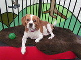                                , Dogs HQ - Dog Trainers & Groomers Melbourne, Abbotsford, Melbourne