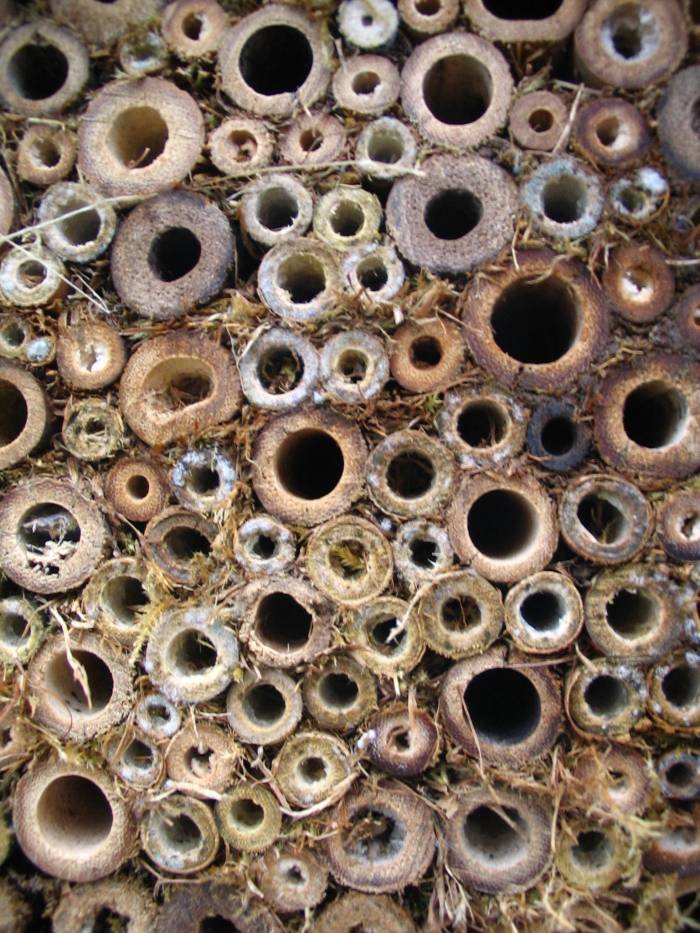 Insect habitats Profile Photos of C.A.R. Gardens Winton Street - Photo 6 of 41