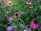 Planting Schemes C.A.R. Gardens Winton Street 