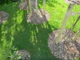 Organic Lawn Care C.A.R. Gardens Winton Street 