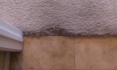  Profile Photos of Carpet Repair of Arizona 4817 S 99th Dr - Photo 2 of 4