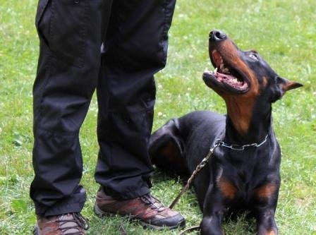  Profile Photos of RCM Dog Training 19 Industrial Avenue - Photo 1 of 10
