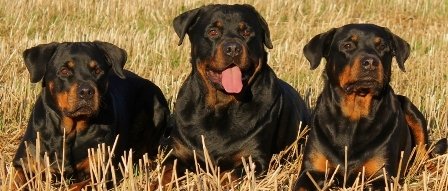  Profile Photos of RCM Dog Training 19 Industrial Avenue - Photo 2 of 10