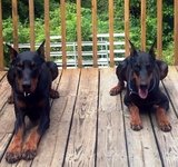 RCM Dog Training, Upper Saddle River
