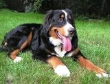 RCM Dog Training, Upper Saddle River