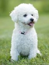 RCM Dog Training, Upper Saddle River