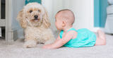 Pet Carpet Cleaners, New York