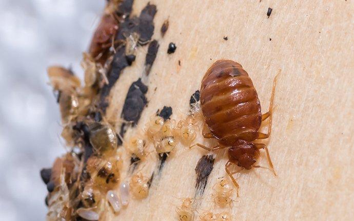  New Album of Pest Control Gungahlin 51 Ernest Cavanagh St - Photo 2 of 5