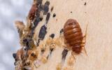 Pest Control Gungahlin, Gungahlin