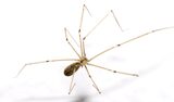 Pest Control Gungahlin, Gungahlin
