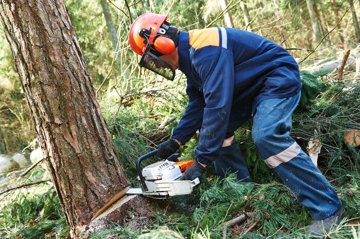  Profile Photos of Tree Felling Pros Johannesburg Melville - Photo 11 of 11