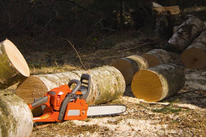  Profile Photos of Tree Felling Pros Johannesburg Melville - Photo 3 of 11