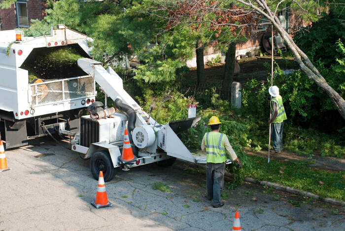  Profile Photos of Tree Felling Pros Johannesburg Melville - Photo 6 of 11