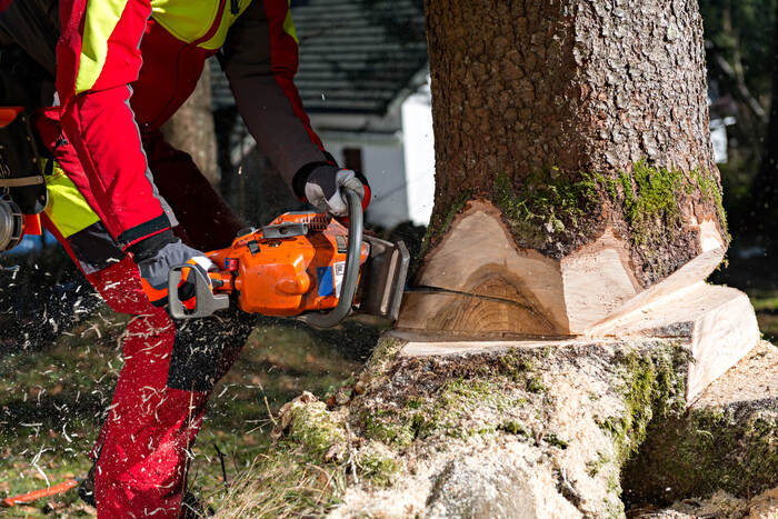  Profile Photos of Tree Felling Pros Johannesburg Melville - Photo 9 of 11