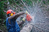 Tree Felling Pros Johannesburg Melville 