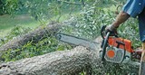  Tree Felling Pros Johannesburg Melville 