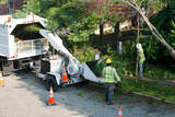  Tree Felling Pros Johannesburg Melville 