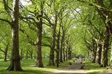  Tree Felling Pros Johannesburg Melville 