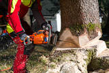  Tree Felling Pros Johannesburg Melville 