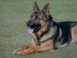 New Album of Mutt Masters