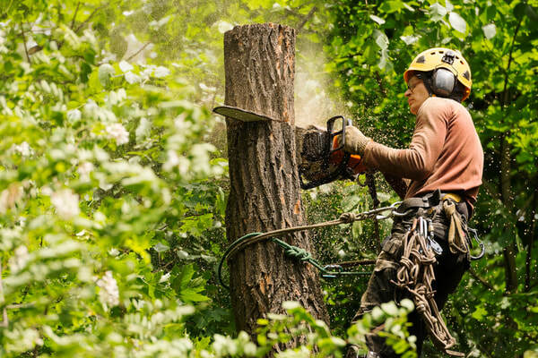 Profile Photos of Tree Service Denver 56 Hazel Ct - Photo 3 of 7