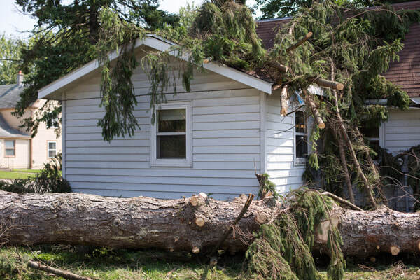  Profile Photos of Tree Service Denver 56 Hazel Ct - Photo 4 of 7