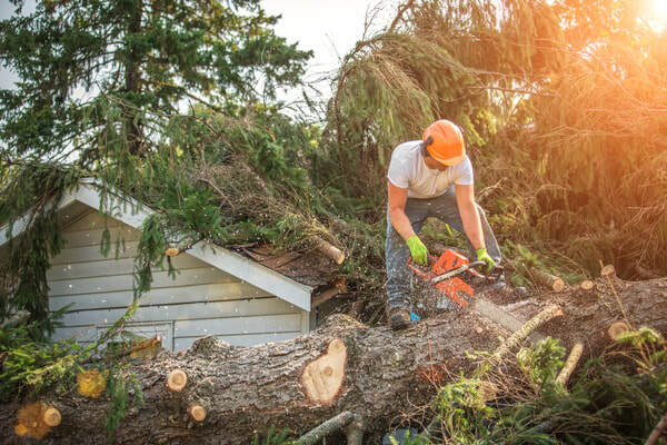  Profile Photos of Tree Service Denver 56 Hazel Ct - Photo 5 of 7