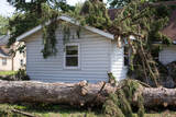 Tree Service Denver, Denver