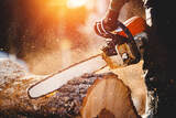 Tree Service Denver, Denver
