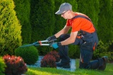 Tree Service Denver, Denver