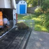 KM's Wildlife Removal, Manchester