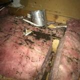 KM's Wildlife Removal, Manchester