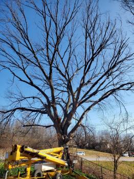 New Album of A-1 Tree Service 7405 E 99 ST - Photo 3 of 3