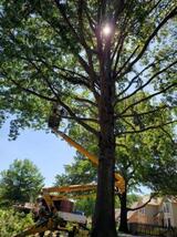 A-1 Tree Service, Kansas City