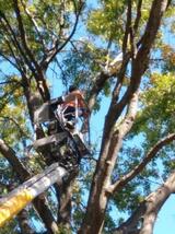 A-1 Tree Service, Kansas City