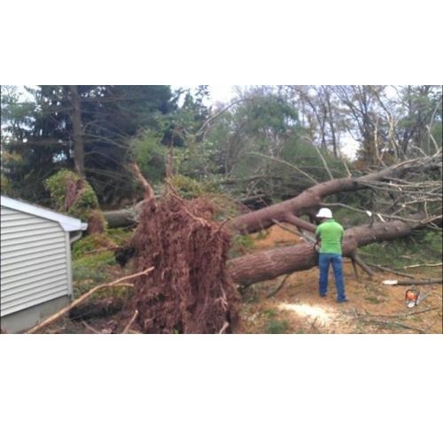  Profile Photos of Astros Tree Service 1130 Trails End Dr - Photo 3 of 4