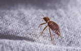 Pest Control Tarneit, Tarneit