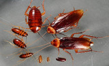 Pest Control Tarneit, Tarneit